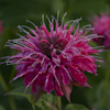 Monarda Scorpio