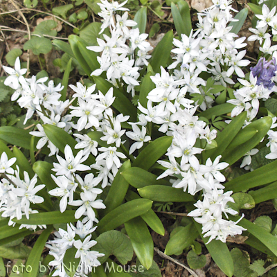 Ornithogalum ornithogalum