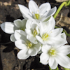 Ornithogalum ornithogalum