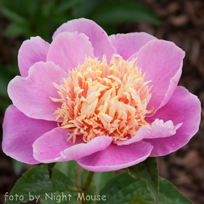 Paeonia Ama no Sode