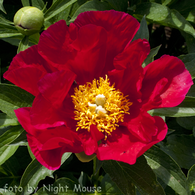 Paeonia America