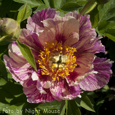 Paeonia Anderson`s Kaleidoscope