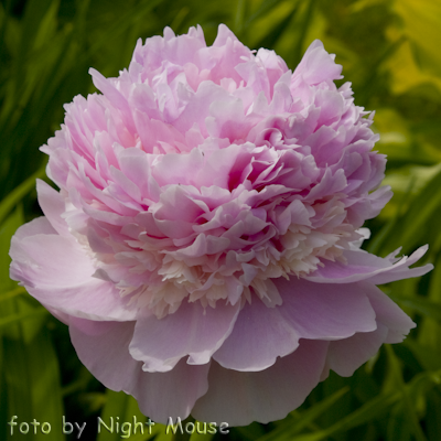 Paeonia Angel Cheeks