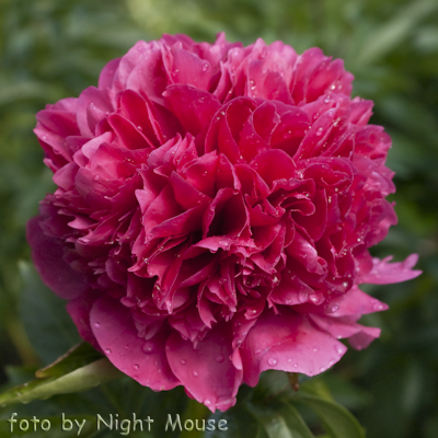 Paeonia Angelo Cobb Freeborn