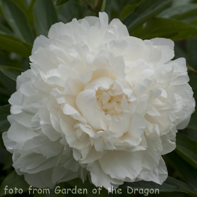 Paeonia Ann Cousins