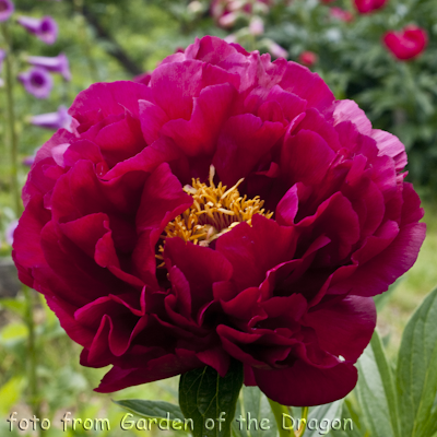 Paeonia Ann Zaller