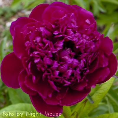 Paeonia Anthey