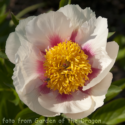 Paeonia Aphina