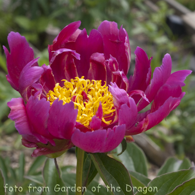 Paeonia Apron Strings