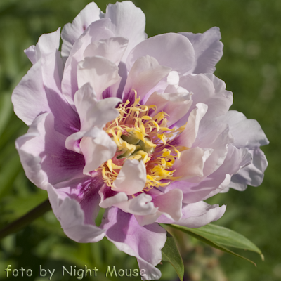 Paeonia Ballerena de Saval