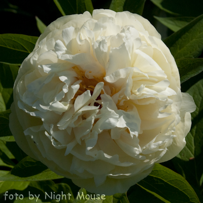 Paeonia Ballerina