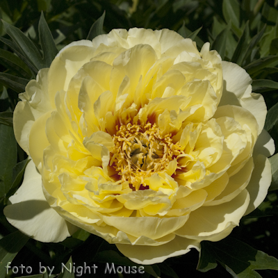 Paeonia Bartzella