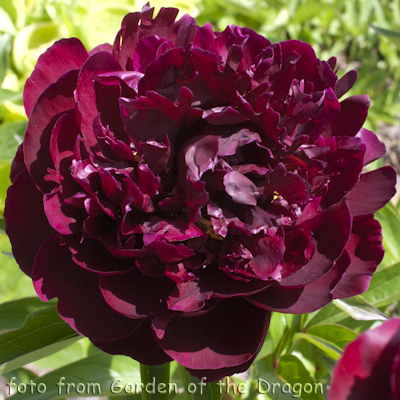 Paeonia Black Velvet