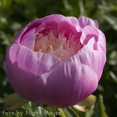 Paeonia Bowl of Beauty