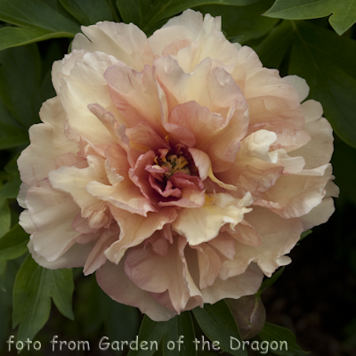 Paeonia Canary Brilliants