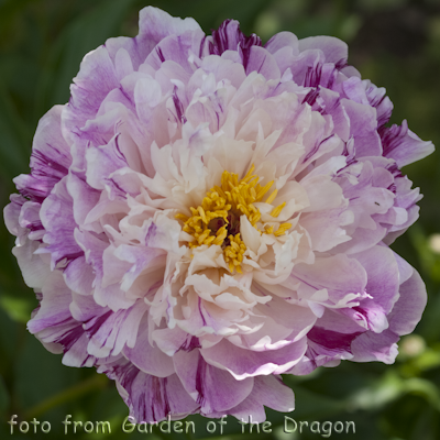 Paeonia Candy Stripe