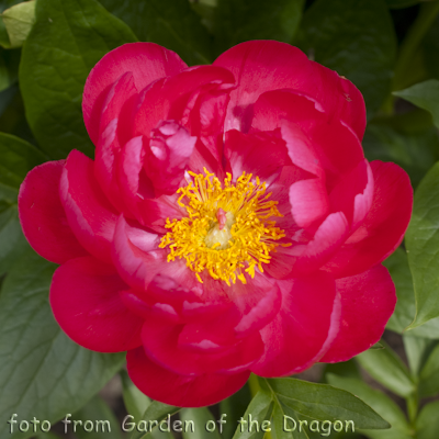 Paeonia Carina