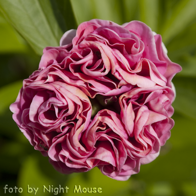 Paeonia Carnation Bouquet