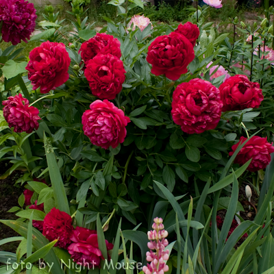 Paeonia Carol