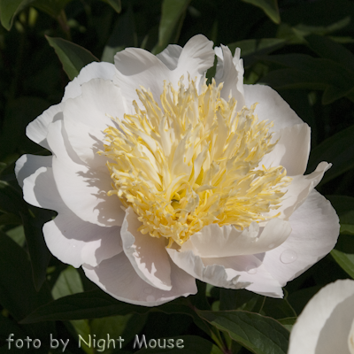 Paeonia Carrara