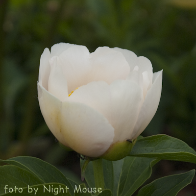 Paeonia Chalice