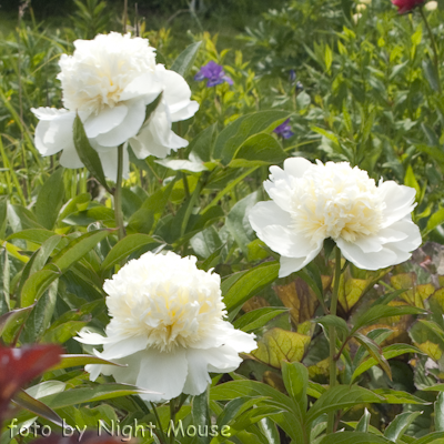 Paeonia Charle`s White