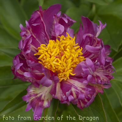 Paeonia Cherry Twist