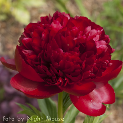 Paeonia Christmas Velvet