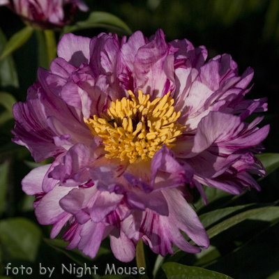 Paeonia Circus Circus