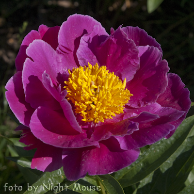 Paeonia Clown