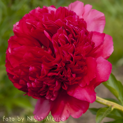 Paeonia Command Performance