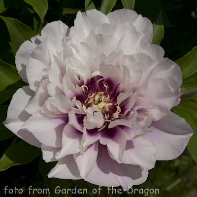 Paeonia Cora Louise