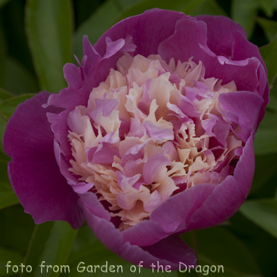 Paeonia Cora Stubbs