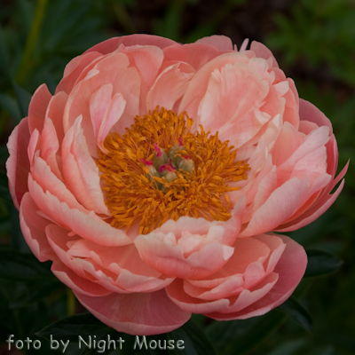 Paeonia Coral Charm