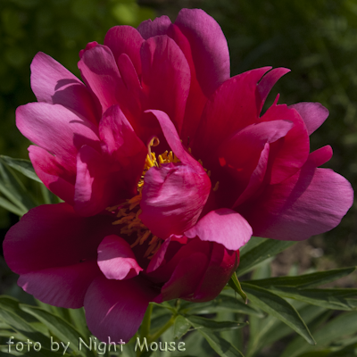 Paeonia Coral Fay