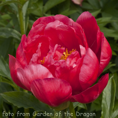 Paeonia Coral Magic