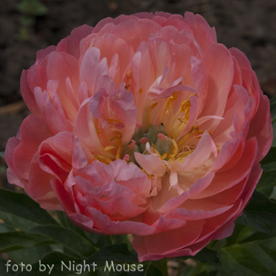 Paeonia Coral Sunset