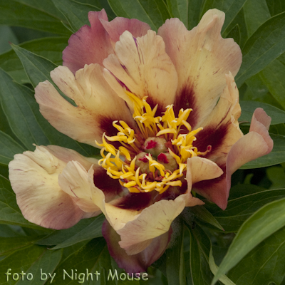 Paeonia Court Jester