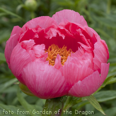 Paeonia Cytherea