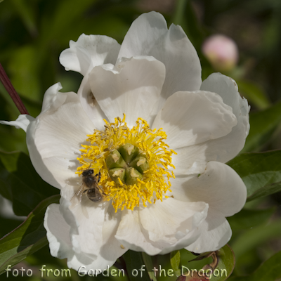 Paeonia Dancing Butterfly