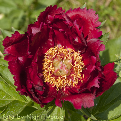 Paeonia Dandy Dan