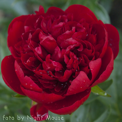 Paeonia Diana Parks