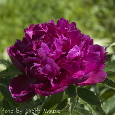 Paeonia Doktor H. Barnsby