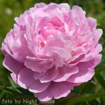 Paeonia Dolorodell