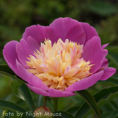 Paeonia Doreen