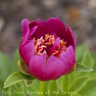 Paeonia Dutch Dwarf