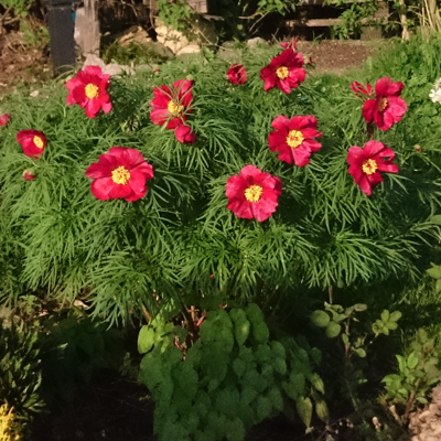 Paeonia Earlybird