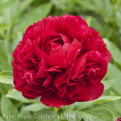 Paeonia Edgar Jessep