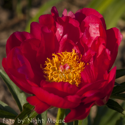 Paeonia Ellen Cowley