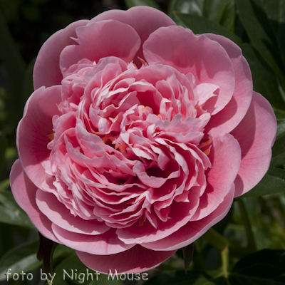 Paeonia Etched Salmon